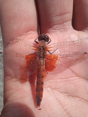 Erythrodiplax corallina