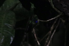 Polyerata rosenbergi