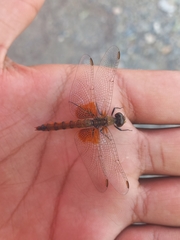 Erythrodiplax corallina