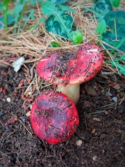 Russula torulosa