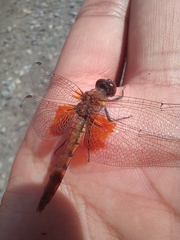 Erythrodiplax corallina