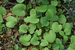 Doronicum caucasicum