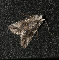 Syngrapha octoscripta