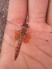 Erythrodiplax corallina