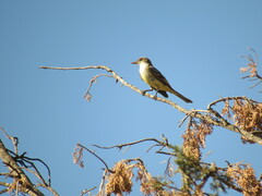 Myiarchus swainsoni