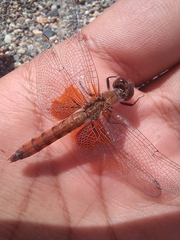 Erythrodiplax corallina