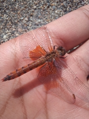 Erythrodiplax corallina