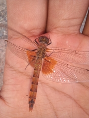 Erythrodiplax corallina