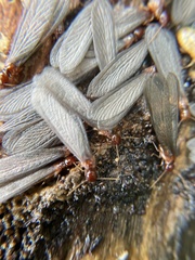 Zootermopsis nevadensis