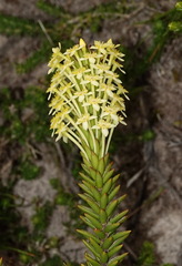 Struthiola rigida