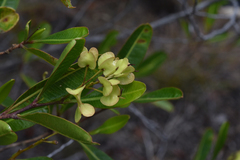 Dodonaea viscosa angustifolia