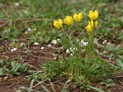 Ranunculus gracilis