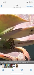 Callophrys xami
