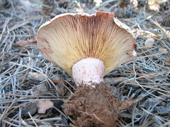Lactarius rubrilacteus