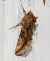 Autographa bimaculata