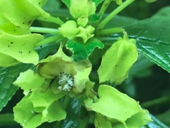 Chrysothemis friedrichsthaliana