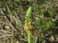 Orchis anthropophora
