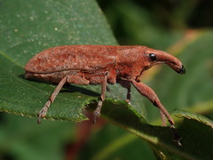 Lixus rubellus