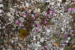 Saponaria calabrica