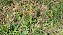Orchis anthropophora