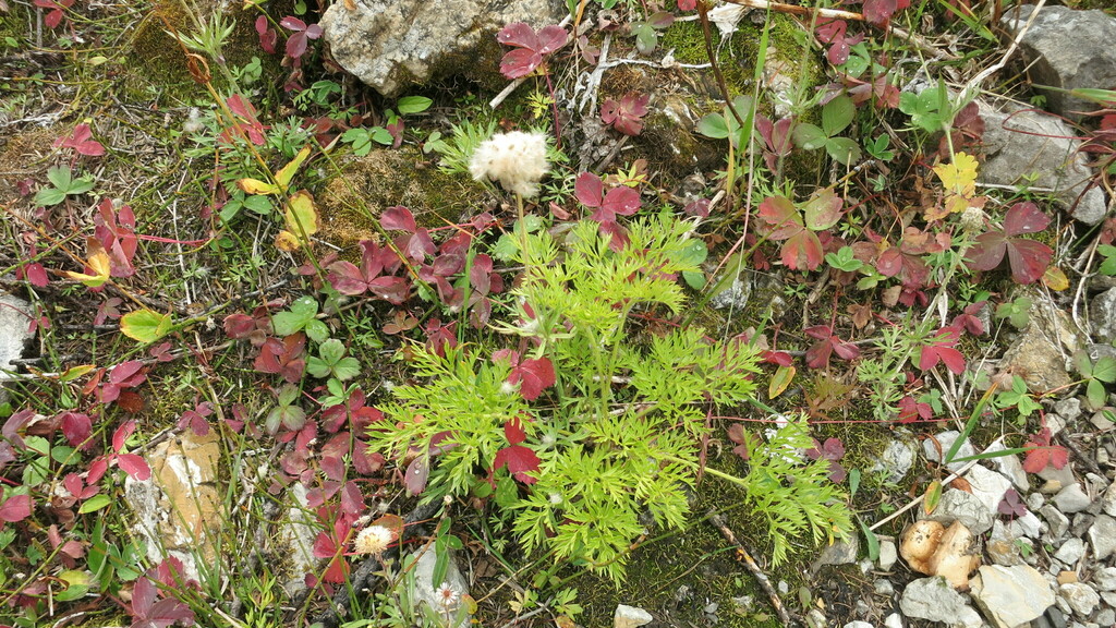 Cutleaf Anemone from East Kootenay, BC, Canada on September 19, 2020 at ...
