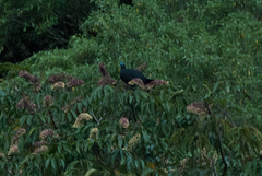 Chamaepetes unicolor