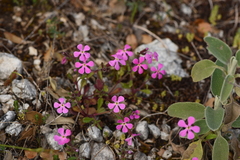 Saponaria calabrica