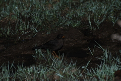 Turdus nigrescens