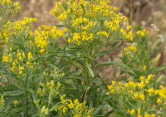 Senecio serra