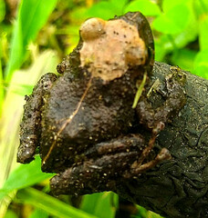 Pristimantis lutitus