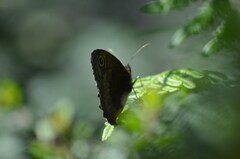 Cercyonis pegala boopis