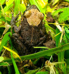 Pristimantis lutitus