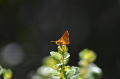 Ochlodes agricola