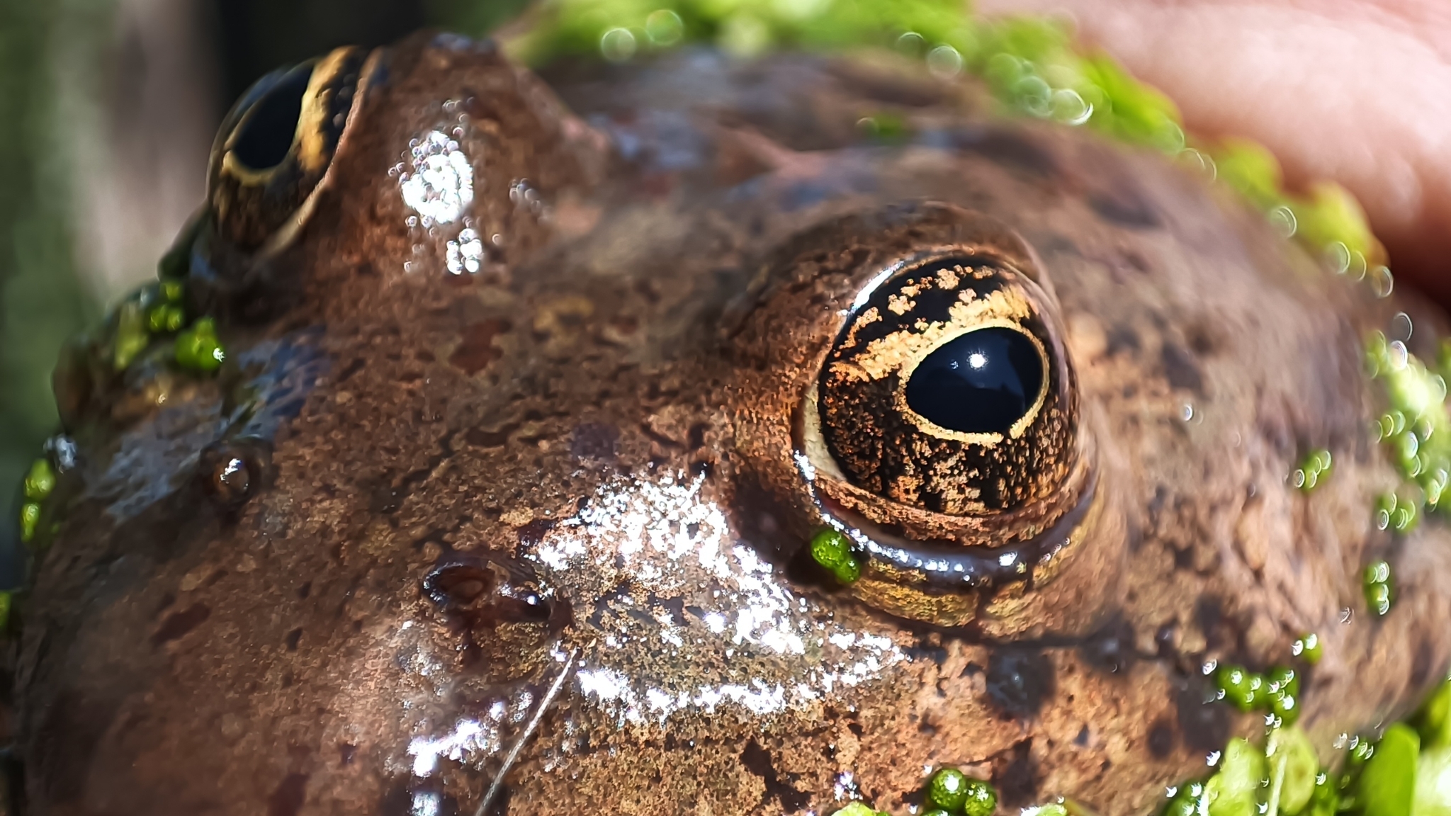 Lithobates montezumae (Baird, 1854)