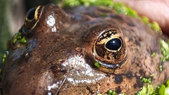 Lithobates montezumae