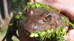 Lithobates montezumae