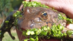 Lithobates montezumae