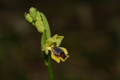 Pseudophrys