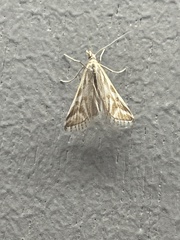 Sedenia rupalis