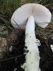 Amanita populiphila