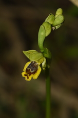 Pseudophrys