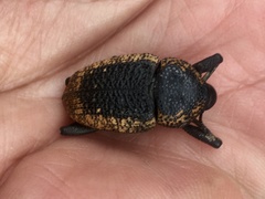 Homalinotus deplanatus