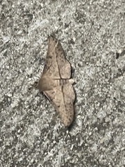 Antictenia punctunculus