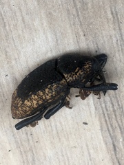 Homalinotus deplanatus