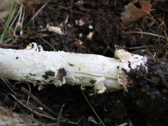 Amanita populiphila