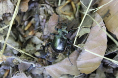 Calosoma inquisitor