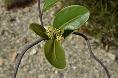 Gynochthodes myrtifolia