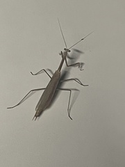 Archimantis