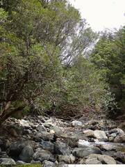 Metrosideros umbellata