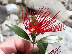 Metrosideros umbellata
